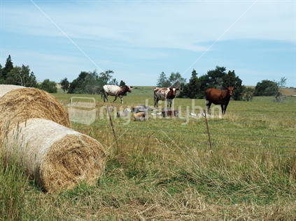 Round hay bales with grazing cows, South Canterbury