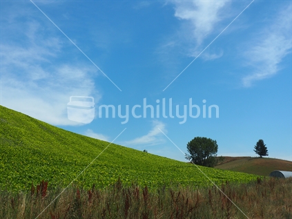 Hill in South Canterbury