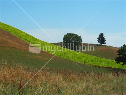 Rolling hills, South Canterbury