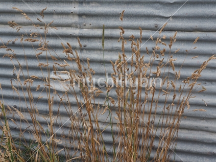 Long grass in front of tin shed