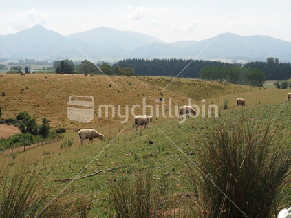 Rural landscape of sheep and hills, South Canterbury