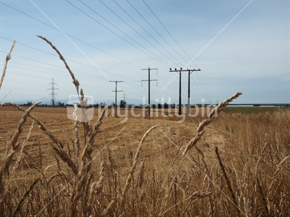 Harvested Canterbury Plains