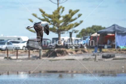 Gull in flight with caravans in background (limited depth of field)