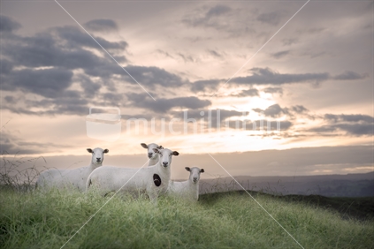 Sheep in field at dusk, looking towards camera