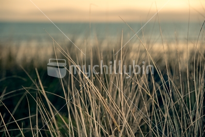Grass in the dunes, looking out to sea