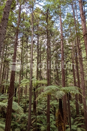 Majestic redwood trees