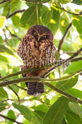morepork sitting in avocado tree, looking down at camera in daytime