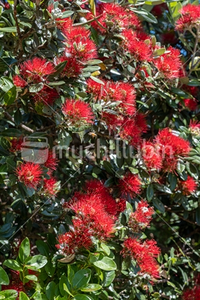 pohutakawa tree in flower