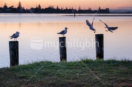 seagulls at sunrise landing on posts by the water