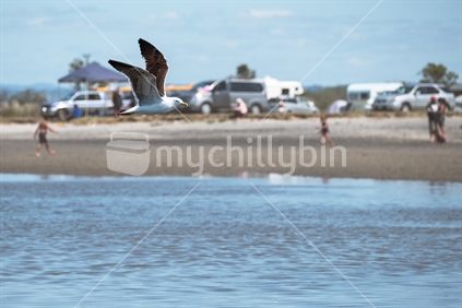 seagull in flight at a beach campsite