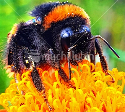 Closeup of a Bumble Bee