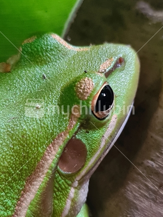 Closeup of Frog