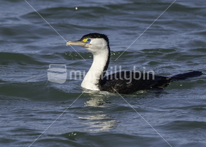 Pied Shag with amazing blue eye in blue water