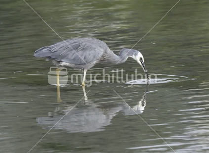 White Faced Heron feeding on little mud crabs at McCormacks Bay reserve, Christchurch, Canterbury.