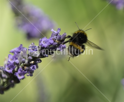 Bumble Bee and Lavender