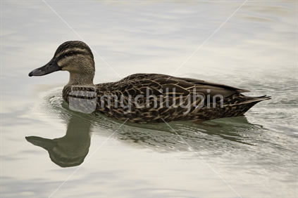 Swimming Duck with reflection