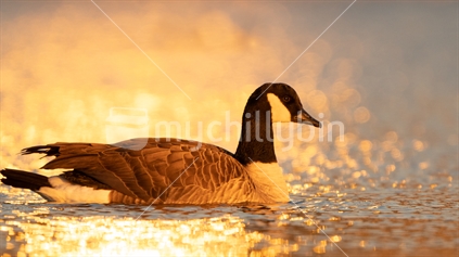 Canada Goose in golden rippling water at sunset, in Christchurch 
