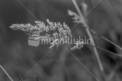 Rural Grass Seeds