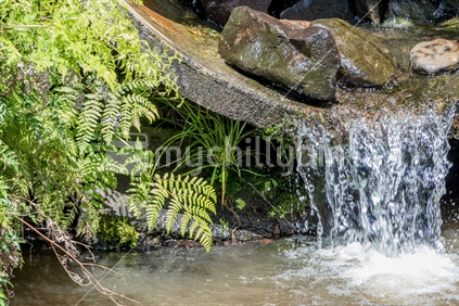 Ferns With Water and Rocks