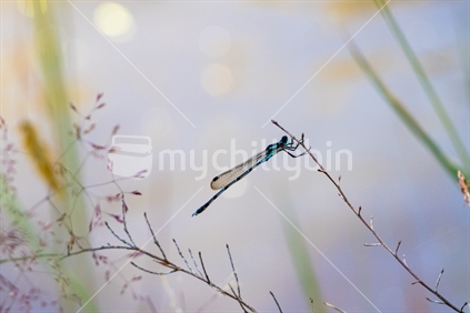 Dragonfly Resting on A Grass