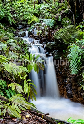 Waterfall set in native New Zealand bush
