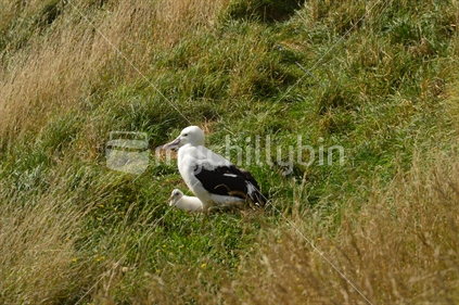 Albatross mum and baby sitting in the grass