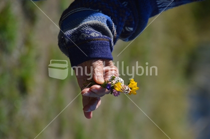 Close up of an elderly lady elegantly holding a small selection of wild flowers in her hand - joyous floral treasure
