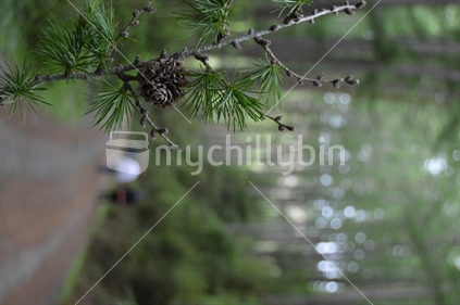Green forest path with tall trees and pinecones and people blurred in the background. Differential near focus. 	