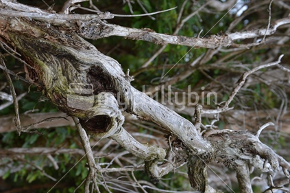 Gnarly Twisted Tree
