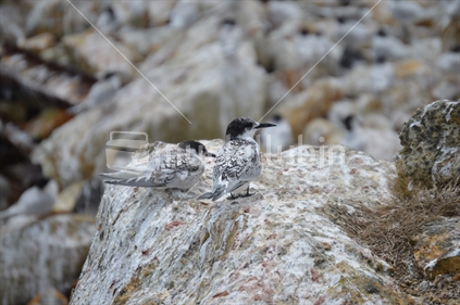 Young white-fronted tern sitting on coastal rock camouflaged at Aramoana NZ