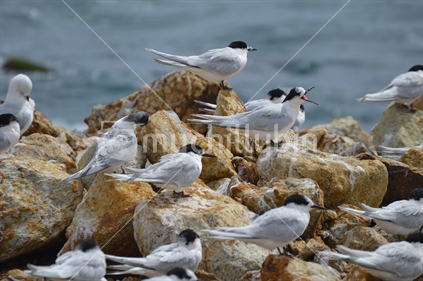 Squawking white-fronted terns sitting on coastal rocks