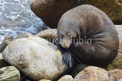 NZ sea lion curled up on coastal rocks	