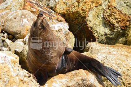 sea lion lounging on a rock	