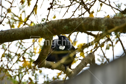 Tui in the tree with nice motion blur 