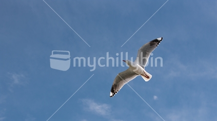 Red-billed gull in flight