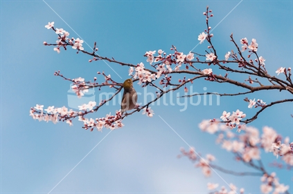 Bird plays with spring flowers