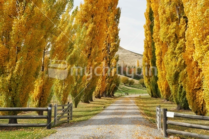 Road to the Golden Autumn