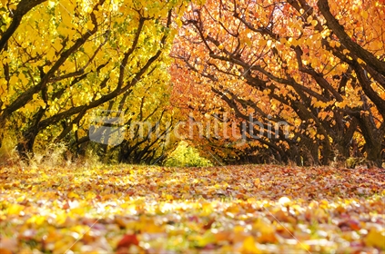 Cromwell Autumn fruit trees